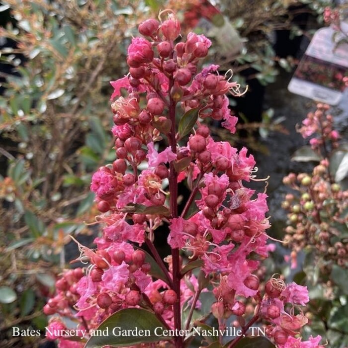 #7 Lagerstroemia Coral Magic/ Salmon-pink Semi-dwarf Crape Myrtle