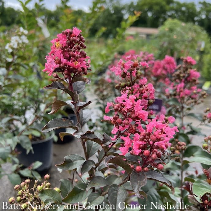 #7 Lagerstroemia Coral Magic/ Salmon-pink Semi-dwarf Crape Myrtle