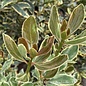 #3 Cleyera japonica Crown Jewels/ Ternstroemia