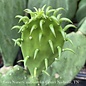 #3 Opuntia/ Thornless Prickly Pear - No Warranty