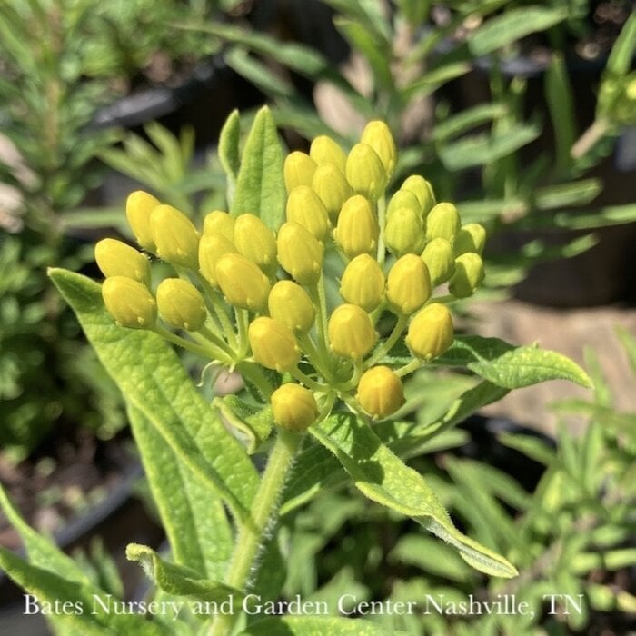 #1 Asclepias tub Hello Yellow/ Butterfly Weed Native (TN)