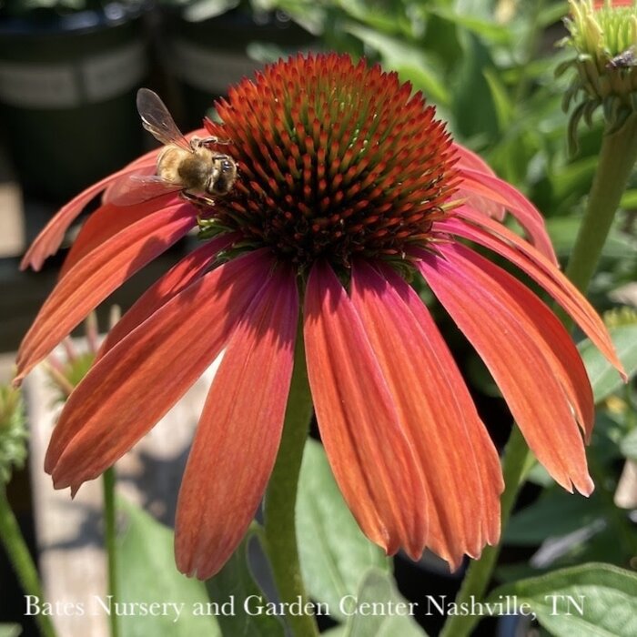 https://cdn.shoplightspeed.com/shops/642885/files/55973155/700x700x2/p25-echinacea-1-echinacea-pur-butterfly-julia-oran.jpg