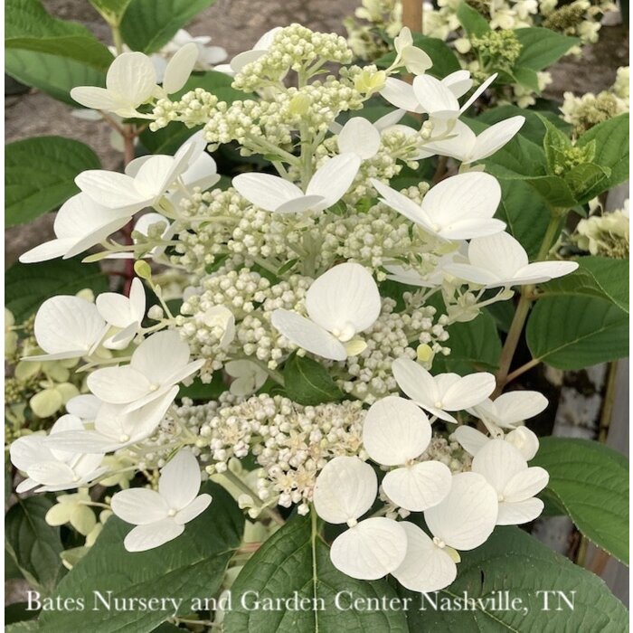 #3 Hydrangea pan Fire And Ice/ Panicle White to Pink