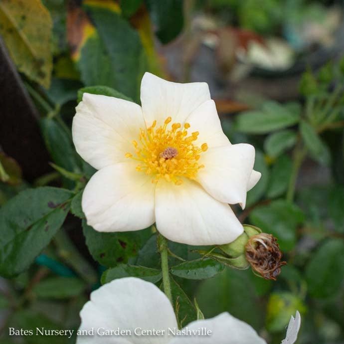 #3 Rosa Sally Holmes/ White Climbing Rose - No Warranty