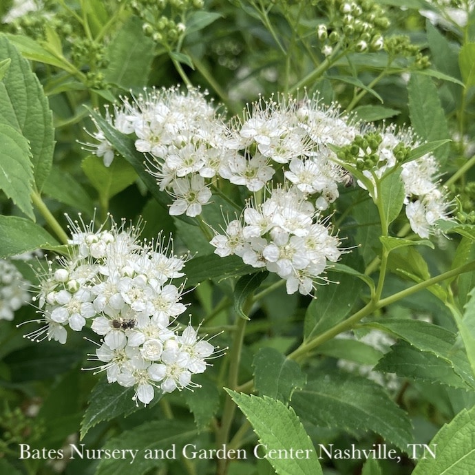 #1 Spiraea japonica Yeti/ White Flowers