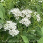 #2 Spiraea japonica Yeti/ White Flowers