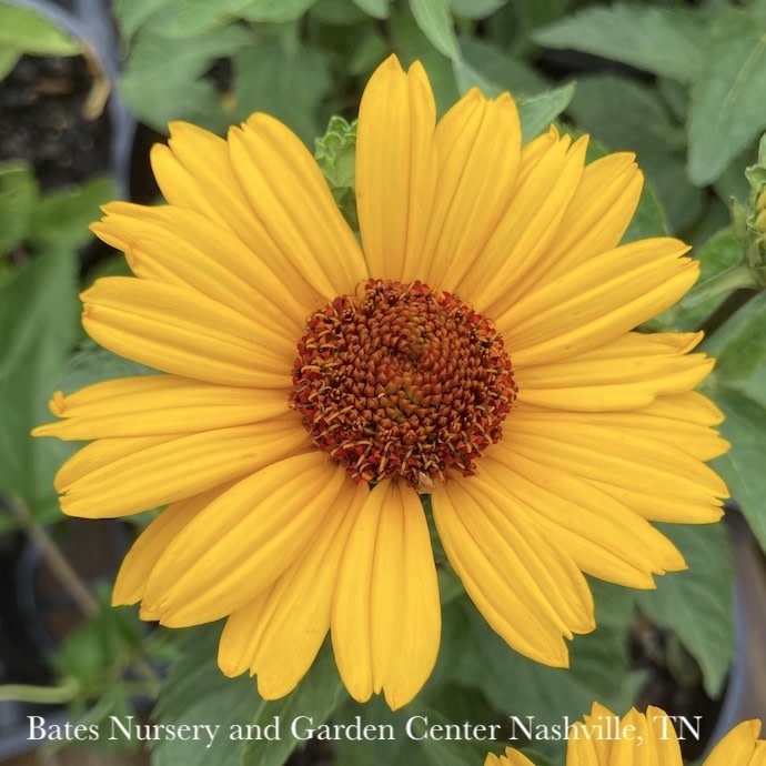 #1 Heliopsis Sole Punta/ False Sunflower