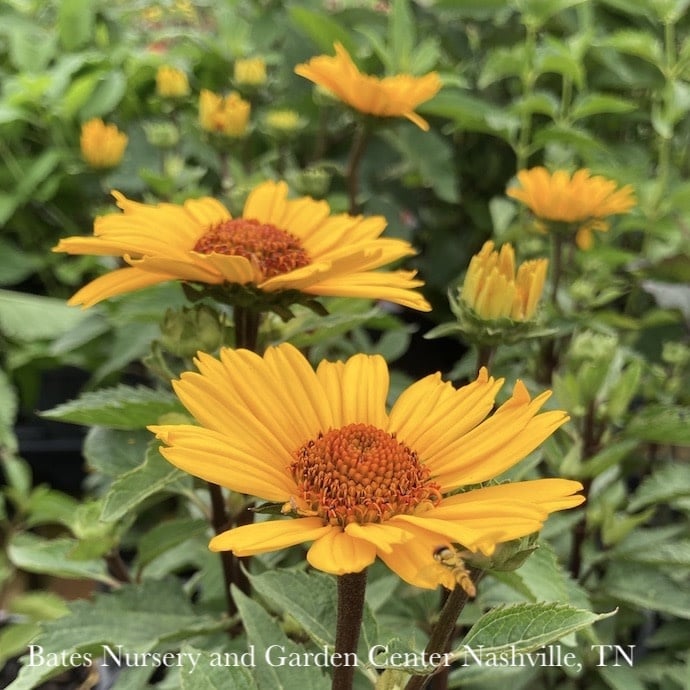 #1 Heliopsis Sole Punta/ False Sunflower