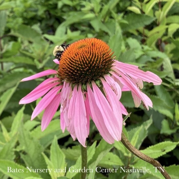 #1 Echinacea purpurea AB/ Coneflower Native (TN)