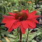 #1 Echinacea x Kismet 'Red'/ Coneflower