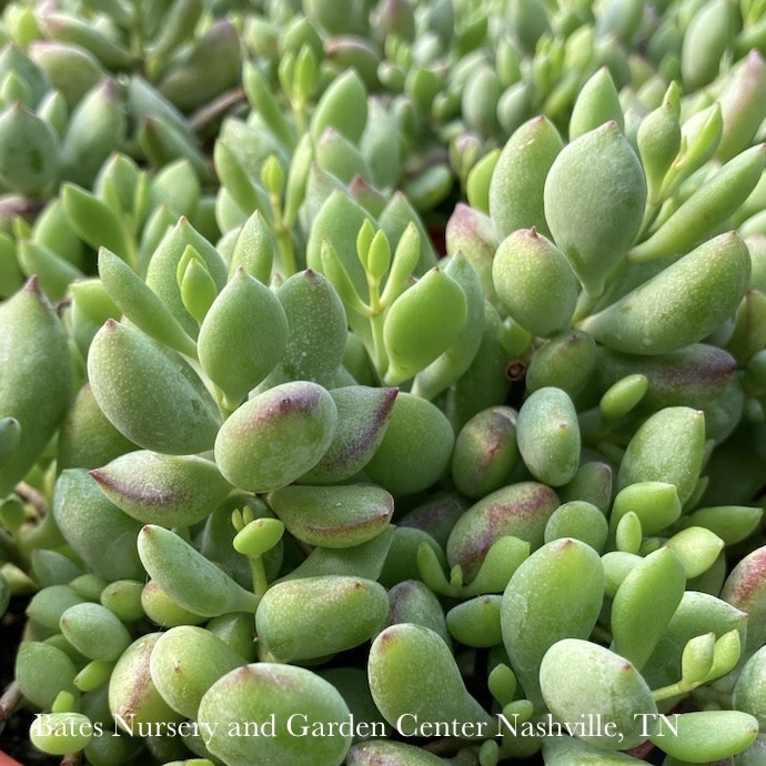 4p! Cotylendon pendens Cliff Succulent /Tropical