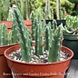 4p! Cactus Stapelia Gigantea / Lifesaver Plant /Tropical