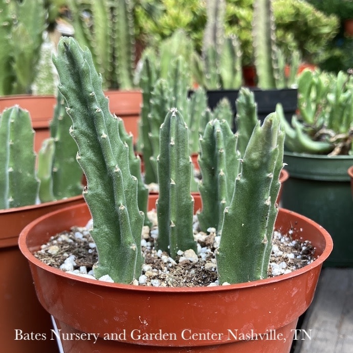 4p! Cactus Stapelia Gigantea / Lifesaver Plant /Tropical