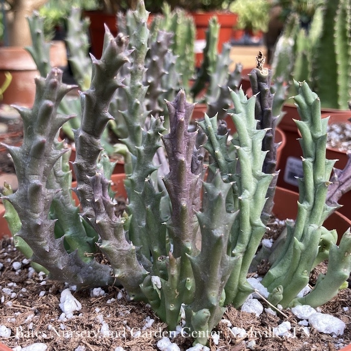 6p! Cactus Stapelia / Lifesaver Plant /Tropical
