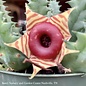 6p! Cactus Stapelia / Lifesaver Plant /Tropical