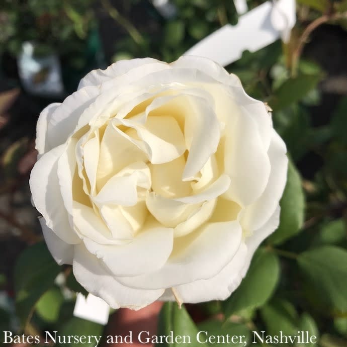 #2 Rosa Sugar Moon/ White Hybrid Tea Rose - No Warranty