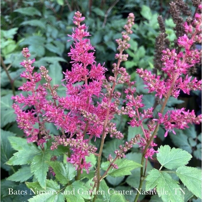 #1 Astilbe x Younique Ruby Red