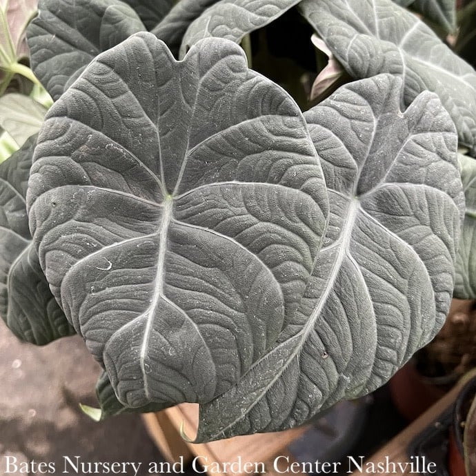 6p! Alocasia Maharani /Elephant Ear /Tropical