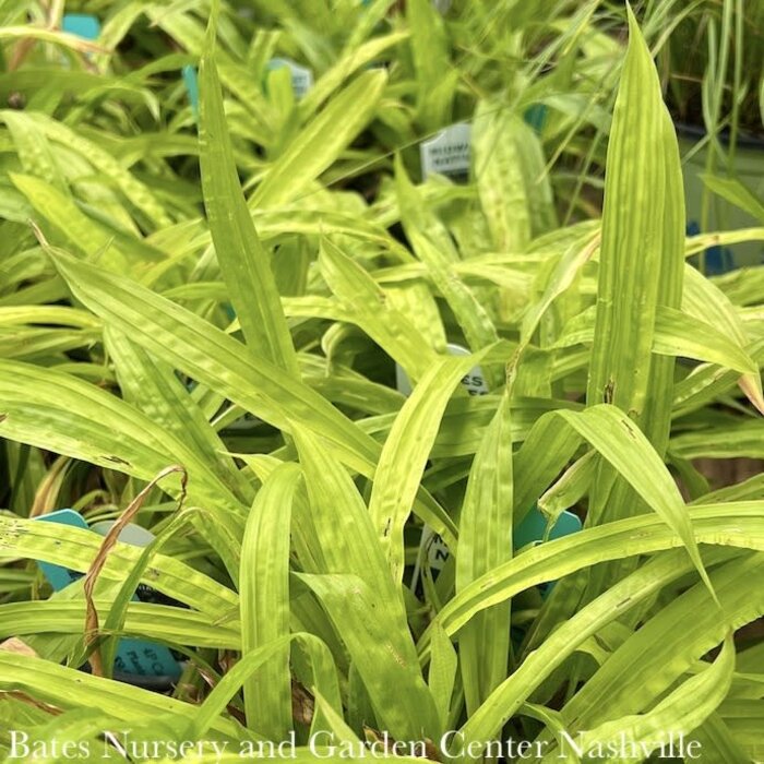 4P Grass Carex plantaginea/ Plantain-leaved Wood Sedge Native (TN)