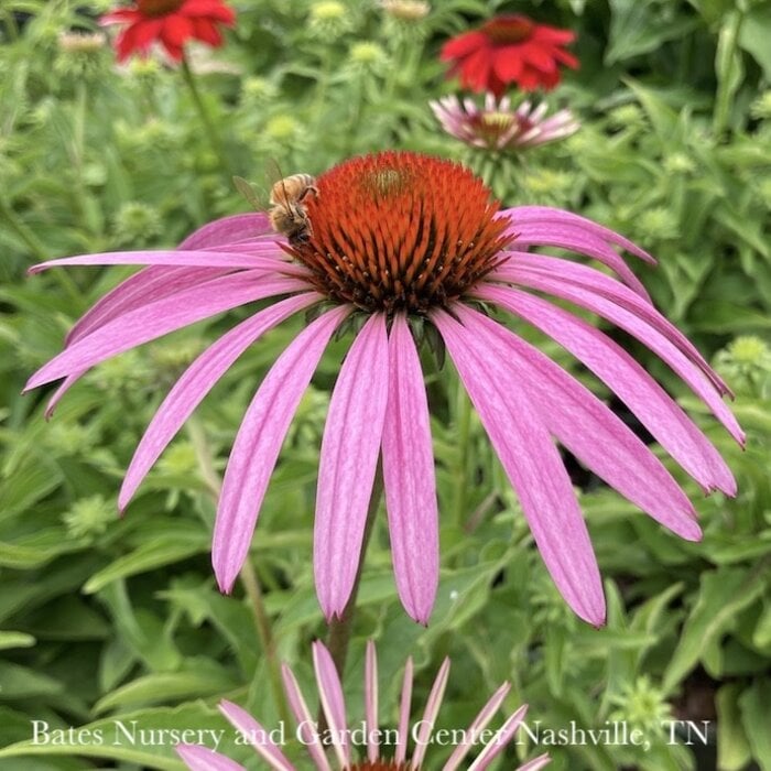#1 Echinacea pur Pollynation Mix/ Coneflower Native (TN)