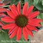 #1 Echinacea x PW Color Coded 'Frankly Scarlet'/ Coneflower