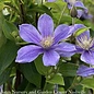 #2 Clematis x Arabella/ Blue-violet