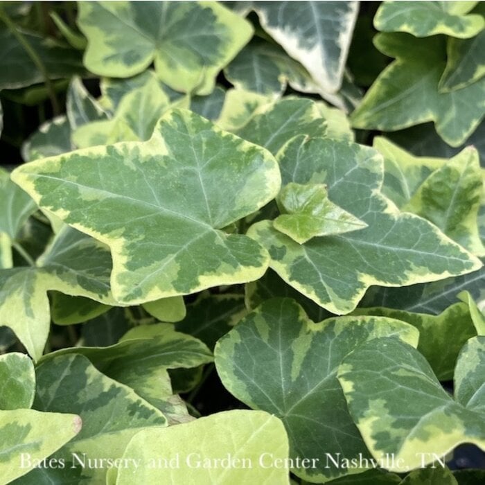 4p! Ivy Variegated - Gold /Tropical