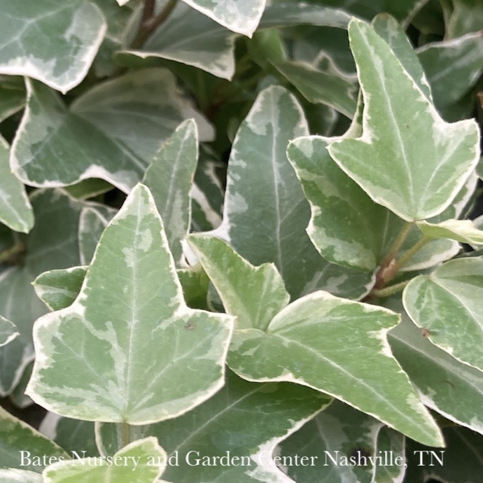 6p! Ivy Variegated Ivy - White /Tropical