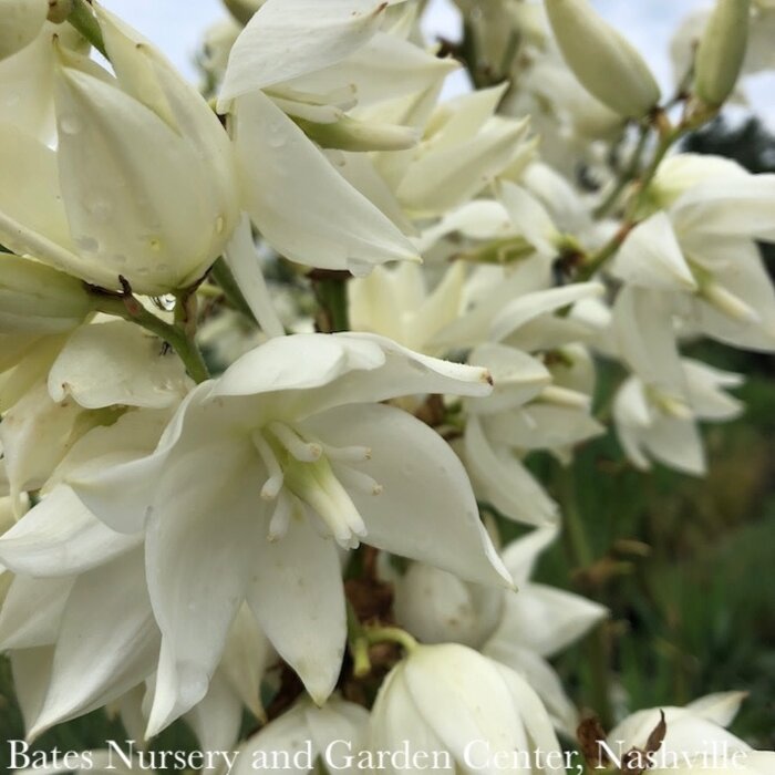 #5 Yucca recurvifolia Pendula/ Soft Leaf Native (R)