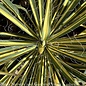 #1 Yucca fil Color Guard/ Variegated Yellow Native (TN)