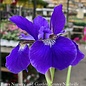 #1 Iris sibirica Caesar's Brother/ Siberian