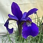 #1 Iris sibirica Caesar's Brother/ Siberian