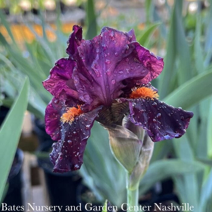 #1 Iris germanica Jump Start/ Burgundy-purple Bearded
