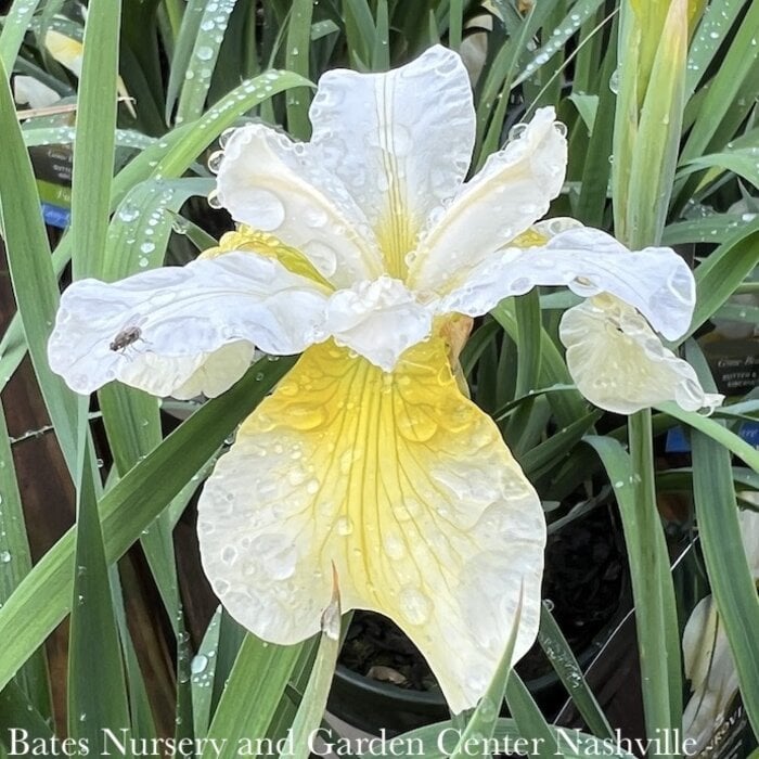 #1 Iris sibirica Butter and Sugar/ Siberian