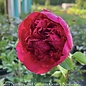 #2 Paeonia x Many Happy Returns/ Dbl Red Peony