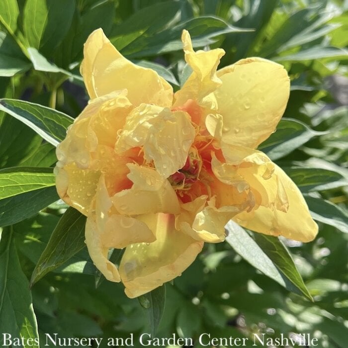 #5 Paeonia Misaka/ Semi-Dbl Peach to Yellow Itoh Peony