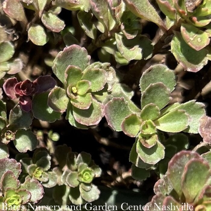 #1 Sedum spurium Spot On 'Pink'/ Stonecrop