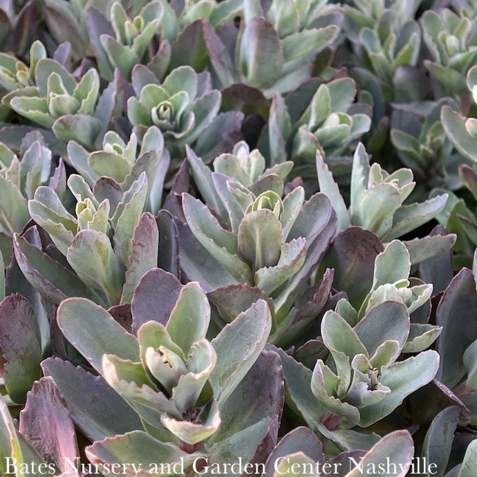 1 Sedum Conga Line/Stonecrop Bates Nursery & Garden Center