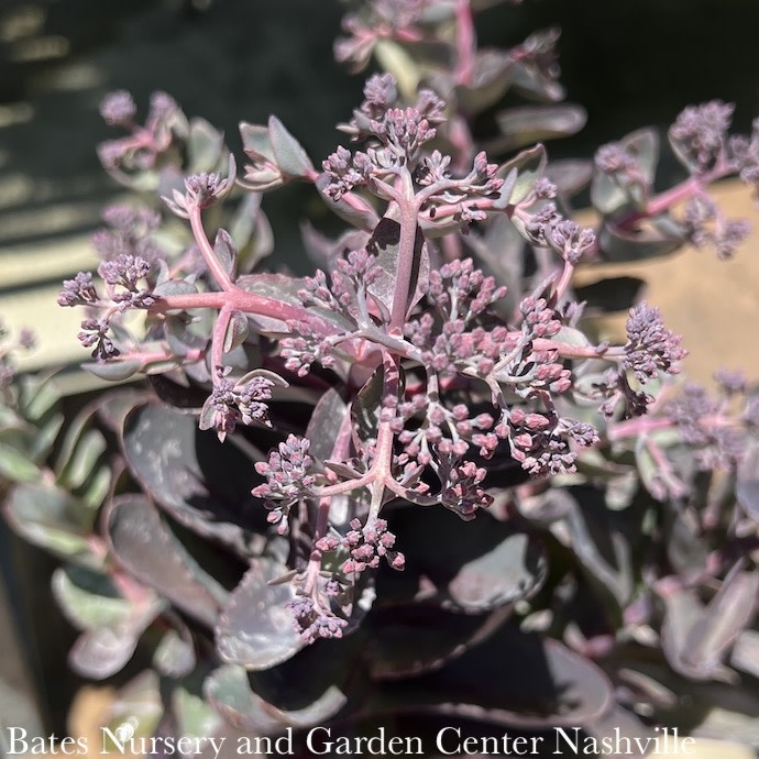 1 Sedum Conga Line/Stonecrop Bates Nursery & Garden Center