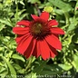 #1 Echinacea x Sombrero 'Salsa Red'/ Compact Coneflower