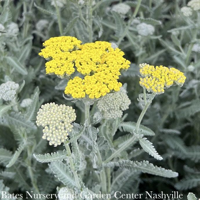 #1 Achillea x Moonshine/ Yellow Yarrow