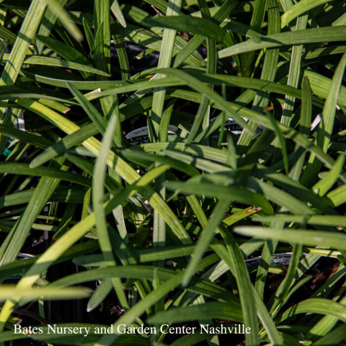 #1 Liriope muscari Big Blue/ Super Blue Monkey Grass