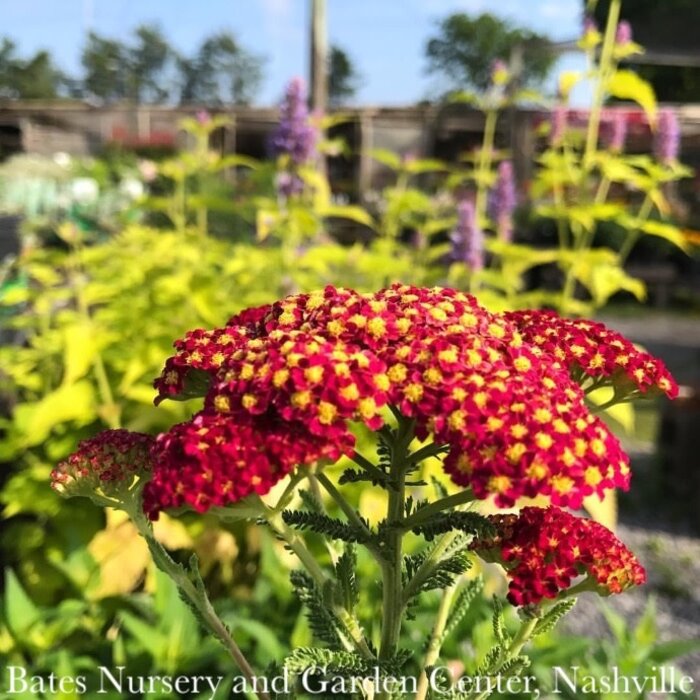 #1 Achillea x Strawberry Seduction/ Yarrow