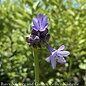 #1 Agapanthus Silver Moon/ Variegated Lily of the Nile