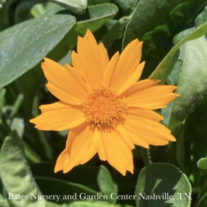 #1 Coreopsis aur Nana/ Dwarf Yellow Tickseed Native (TN)