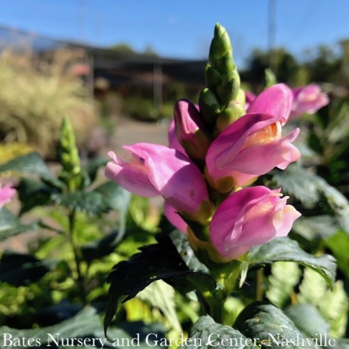 #1 Chelone lyonii Hot Lips/ Pink Turtlehead Native (TN)