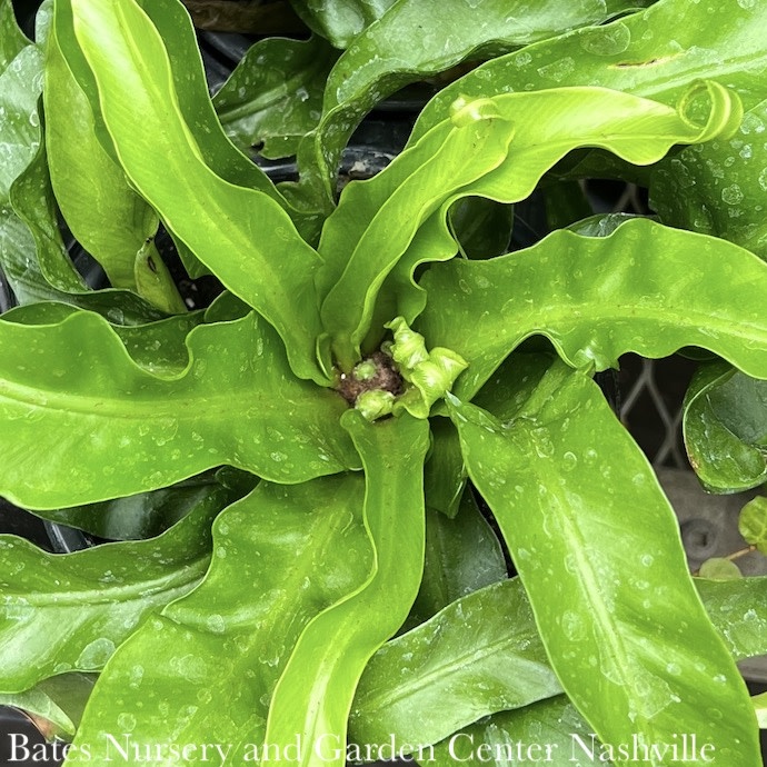 6p! Asplenium Hurricane Fern (aka Twisted Bird's Nest)  /Tropical