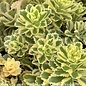 #1 Sedum takesimense Atlantis/ Variegated Stonecrop