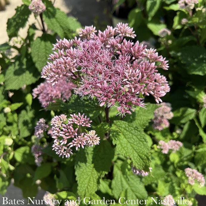 #1 Eupatorium dubium Little Joe/ Joe Pye Weed Native (TN)