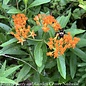 Seed Flwr Milkweed Butterfly Flower Native (TN) Heirloom - Asclepias tuberosa